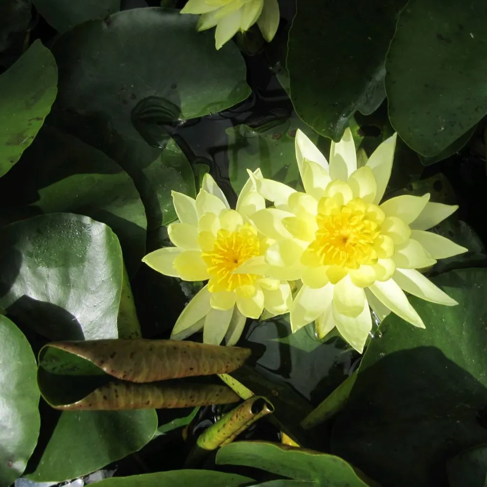 Nymphaea?Joey Tomocik | Joey Tomocik water lily - Image 4