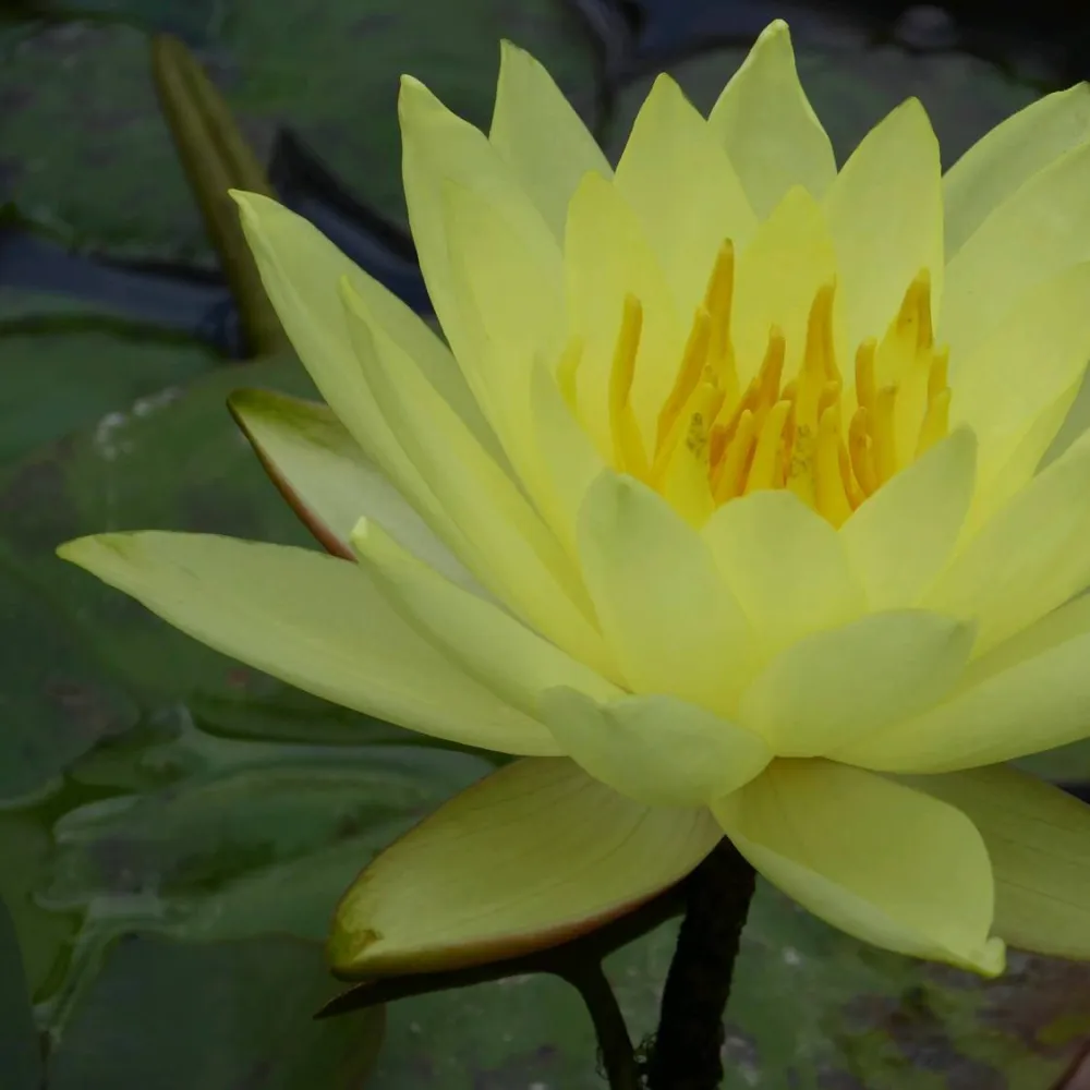 Nymphaea?Lemon Mist | Lemon Mist water lily - Image 3