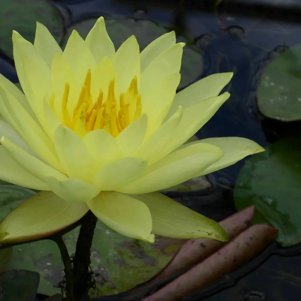Nymphaea?Lemon Mist | Lemon Mist water lily - Image 4