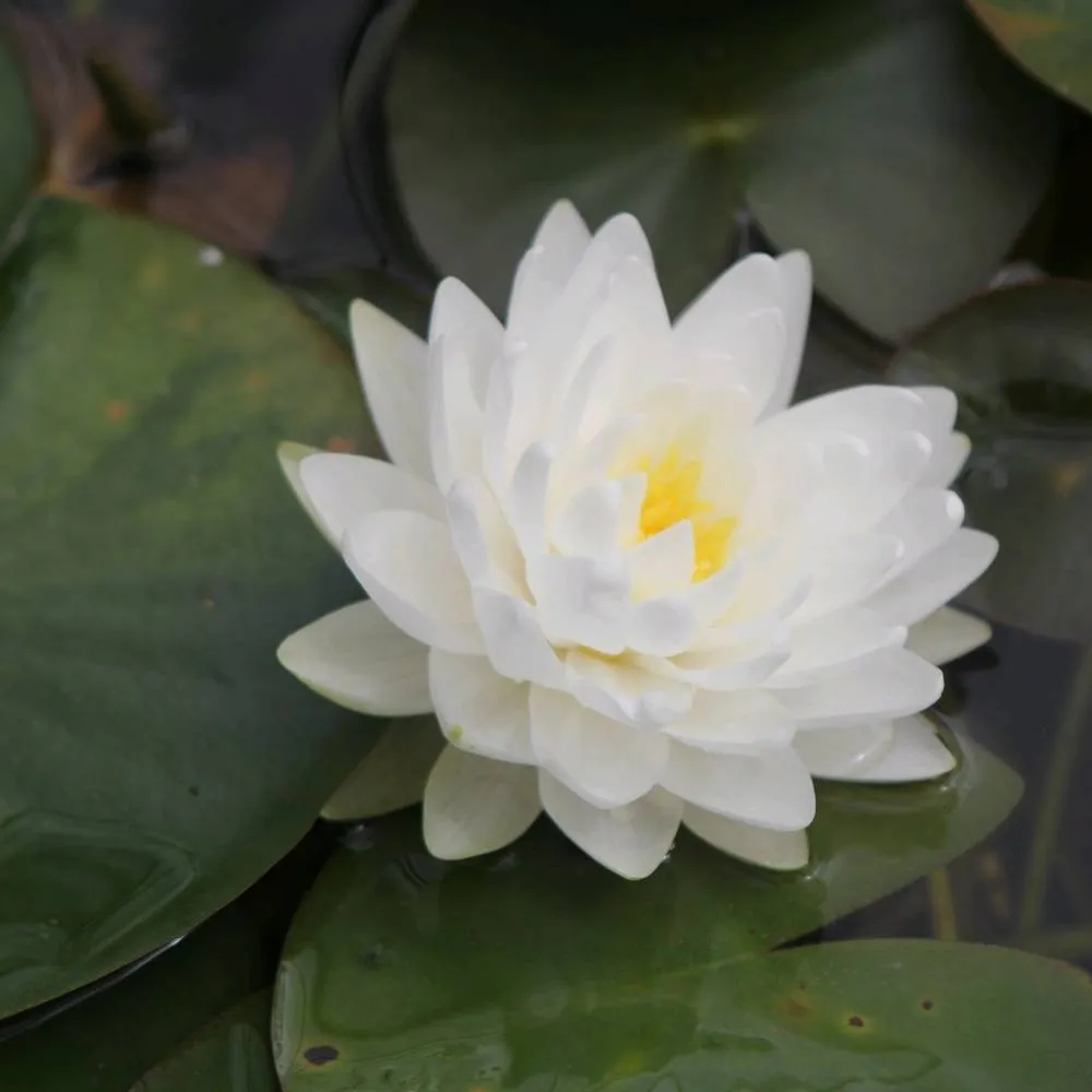 Nymphaea?Madame Wilfron Gonnère | Madame Wilfron Gonnère water lily