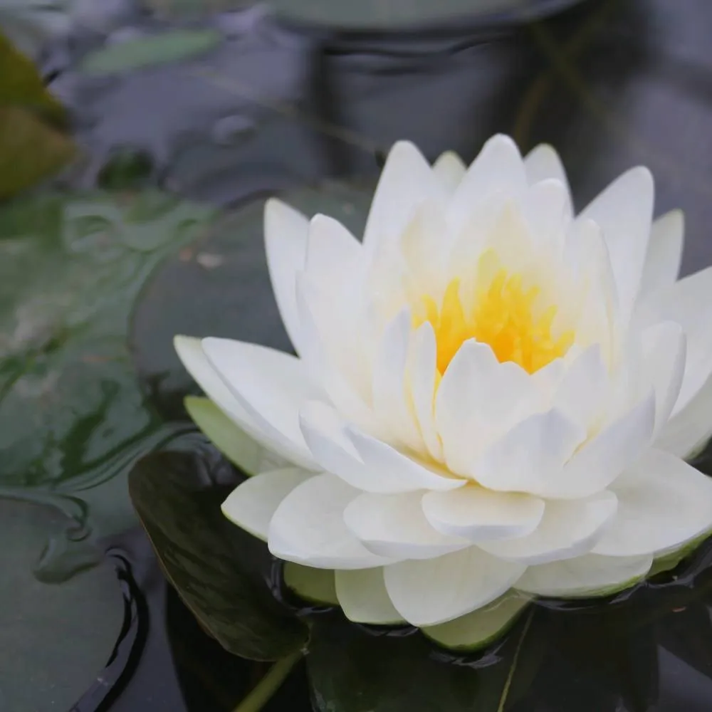 Nymphaea?Madame Wilfron Gonnère | Madame Wilfron Gonnère water lily - Image 2