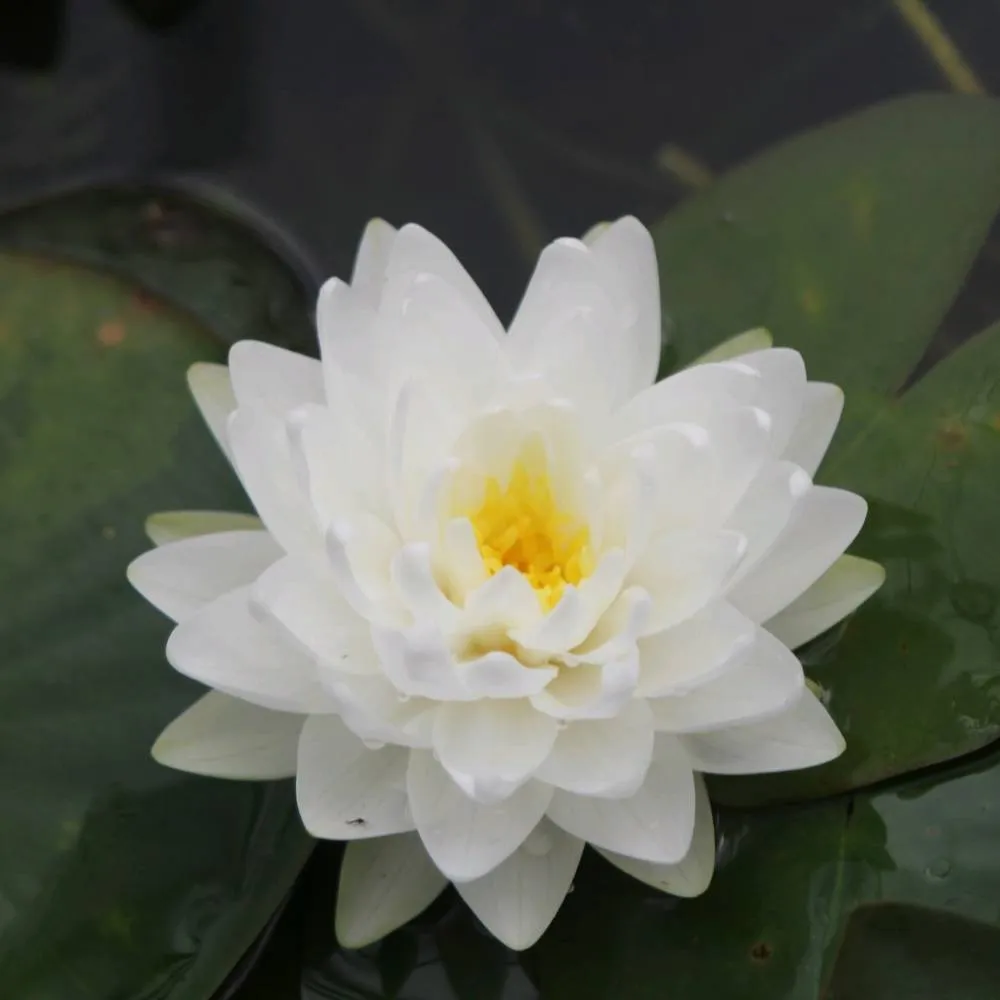 Nymphaea?Madame Wilfron Gonnère | Madame Wilfron Gonnère water lily - Image 3