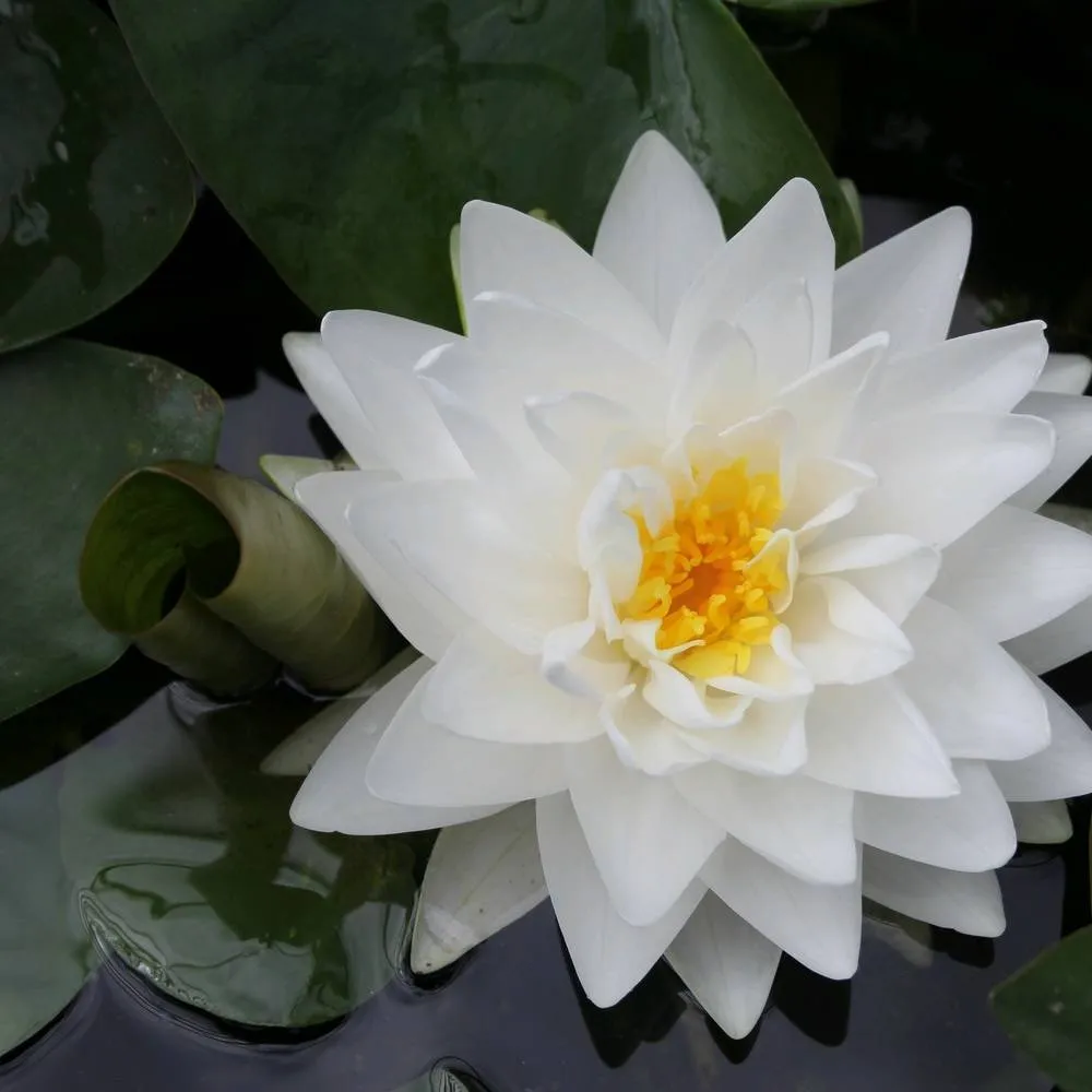Nymphaea?Madame Wilfron Gonnère | Madame Wilfron Gonnère water lily - Image 4