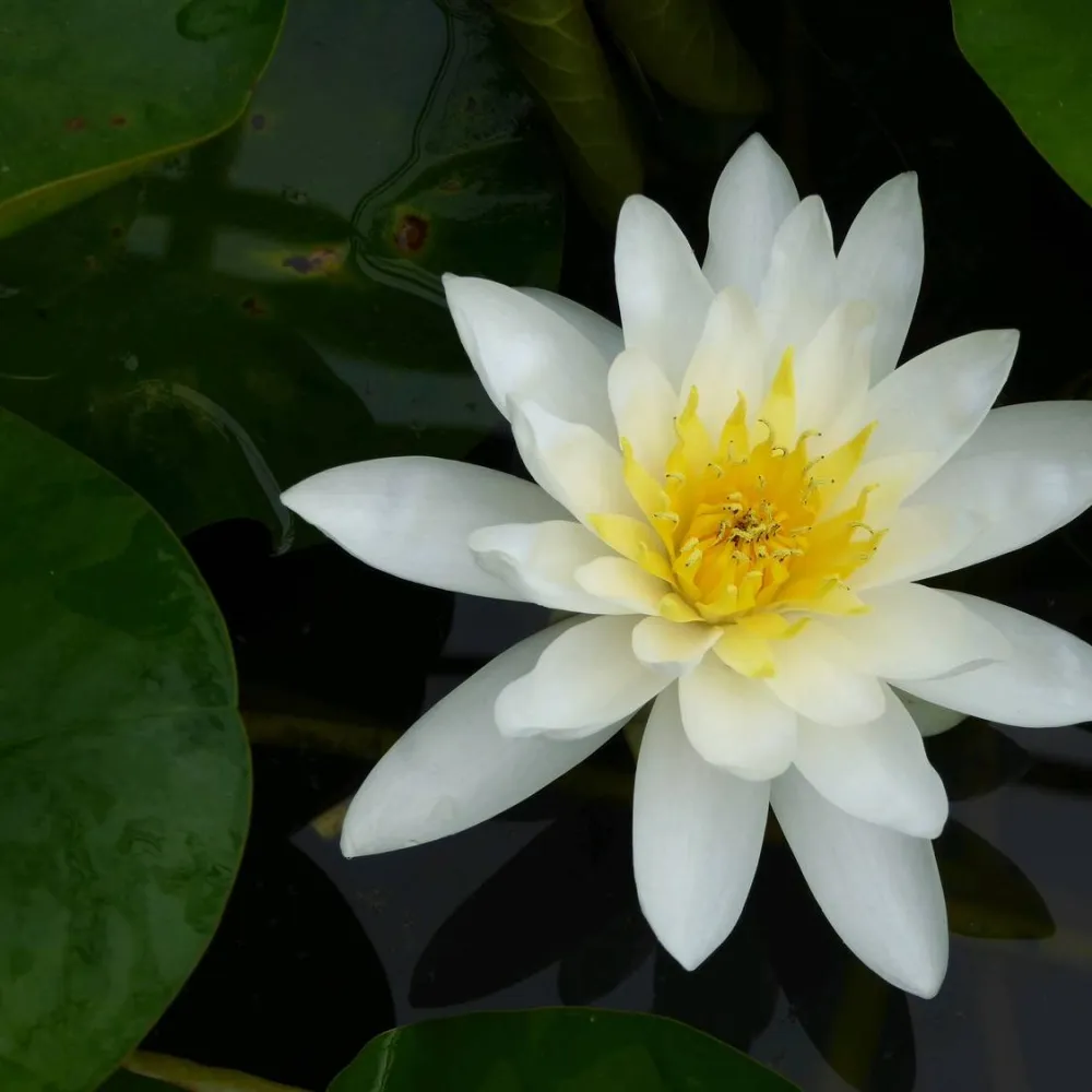 Nymphaea?Marliacea?Albida | Marliacea?Albida water lily - Image 2