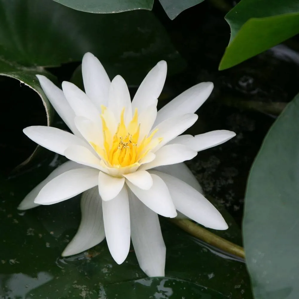 Nymphaea?Marliacea?Albida | Marliacea?Albida water lily - Image 3