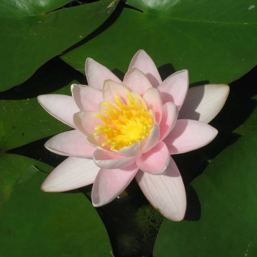 Nymphaea?Marliacea?Carnea | Marliacea?Carnea water lily