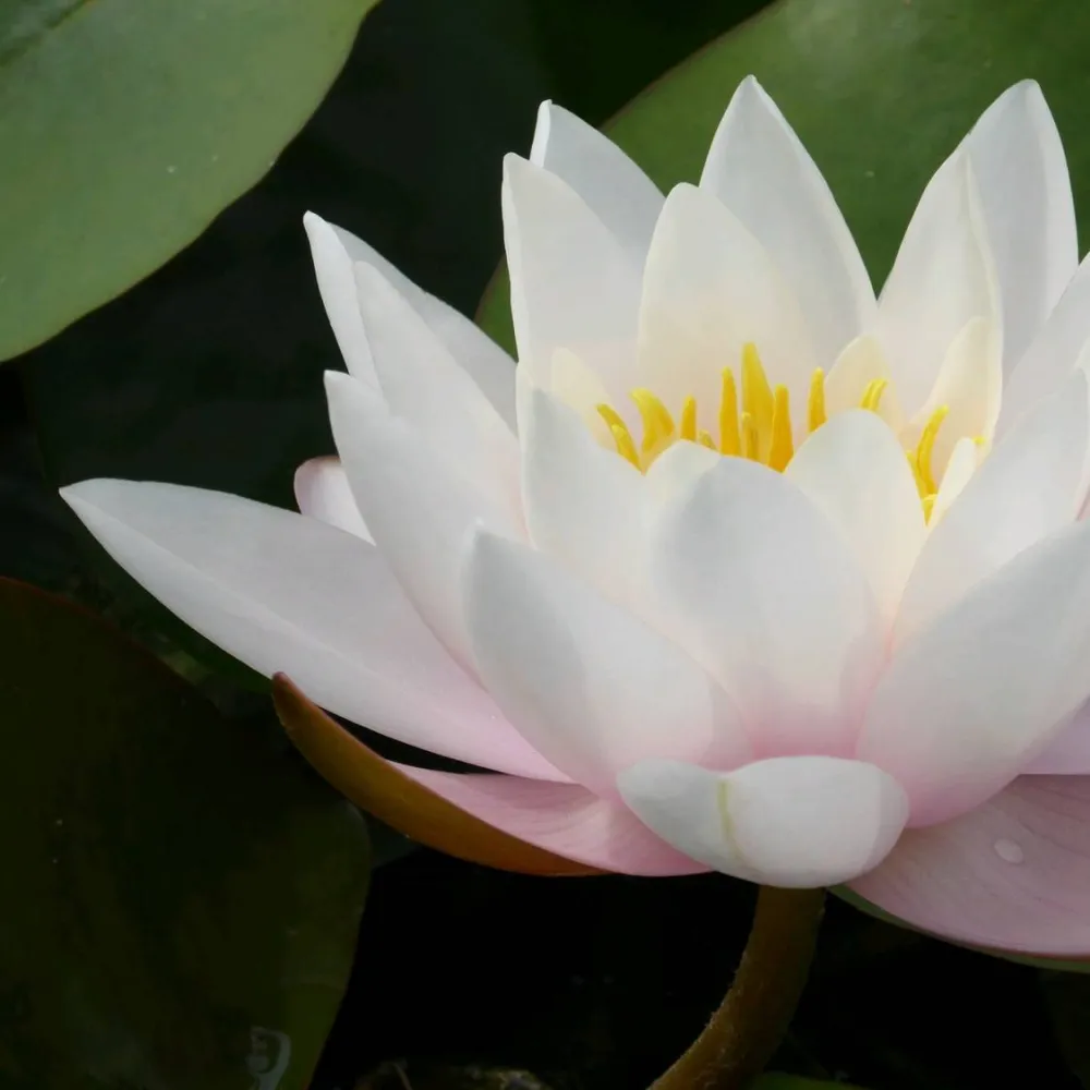 Nymphaea?Marliacea?Carnea | Marliacea?Carnea water lily - Image 2