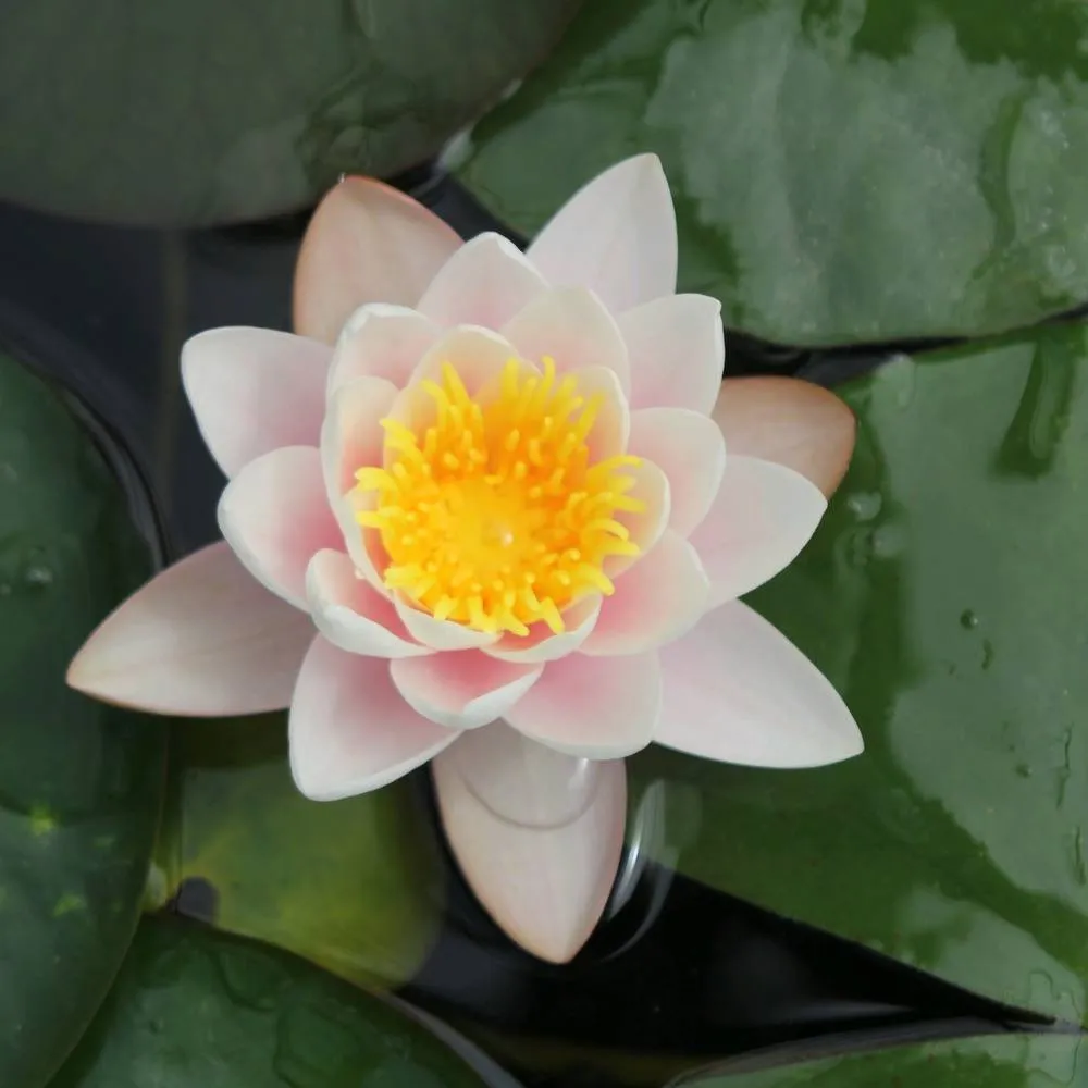 Nymphaea?Marliacea?Carnea | Marliacea?Carnea water lily - Image 3