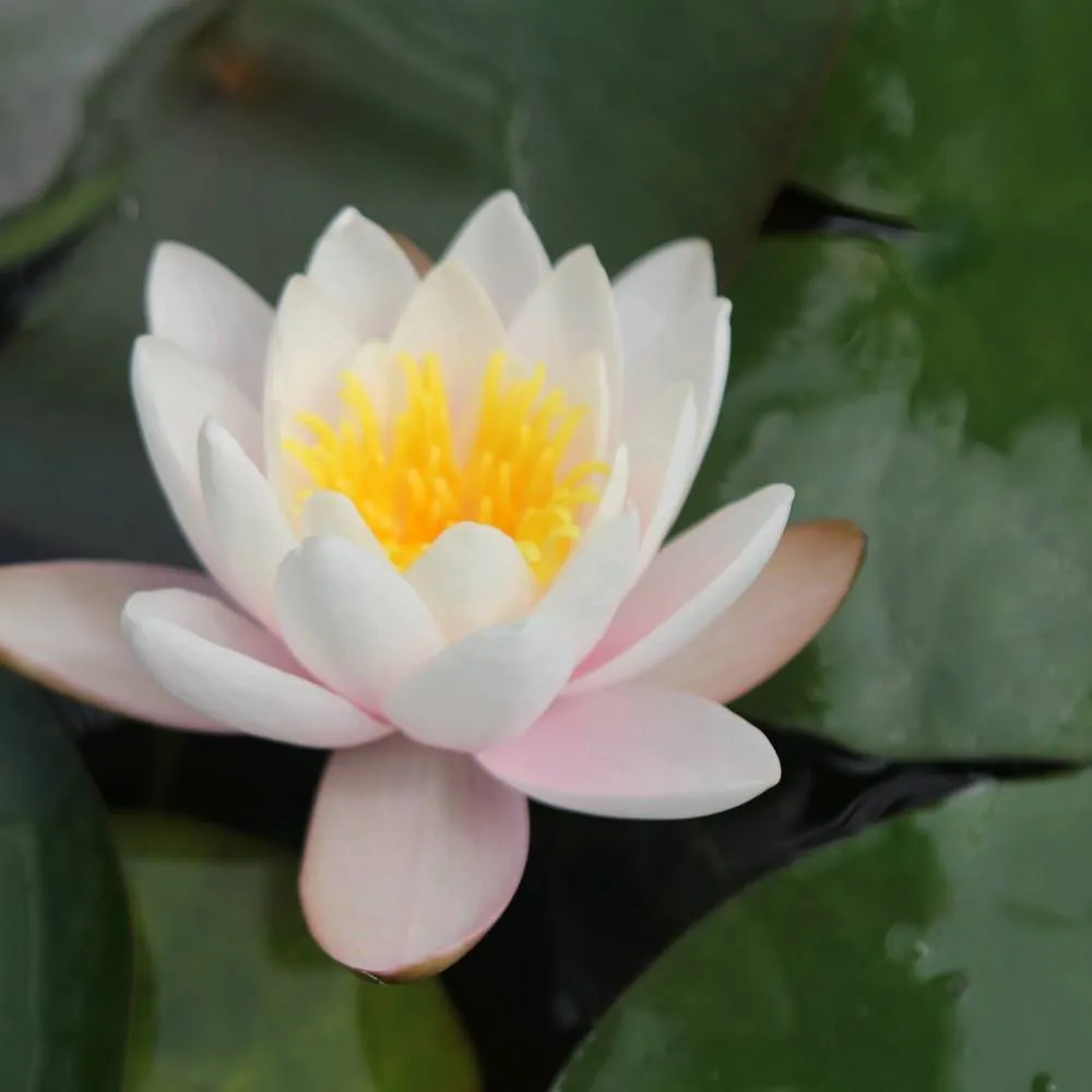 Nymphaea?Marliacea?Carnea | Marliacea?Carnea water lily - Image 4
