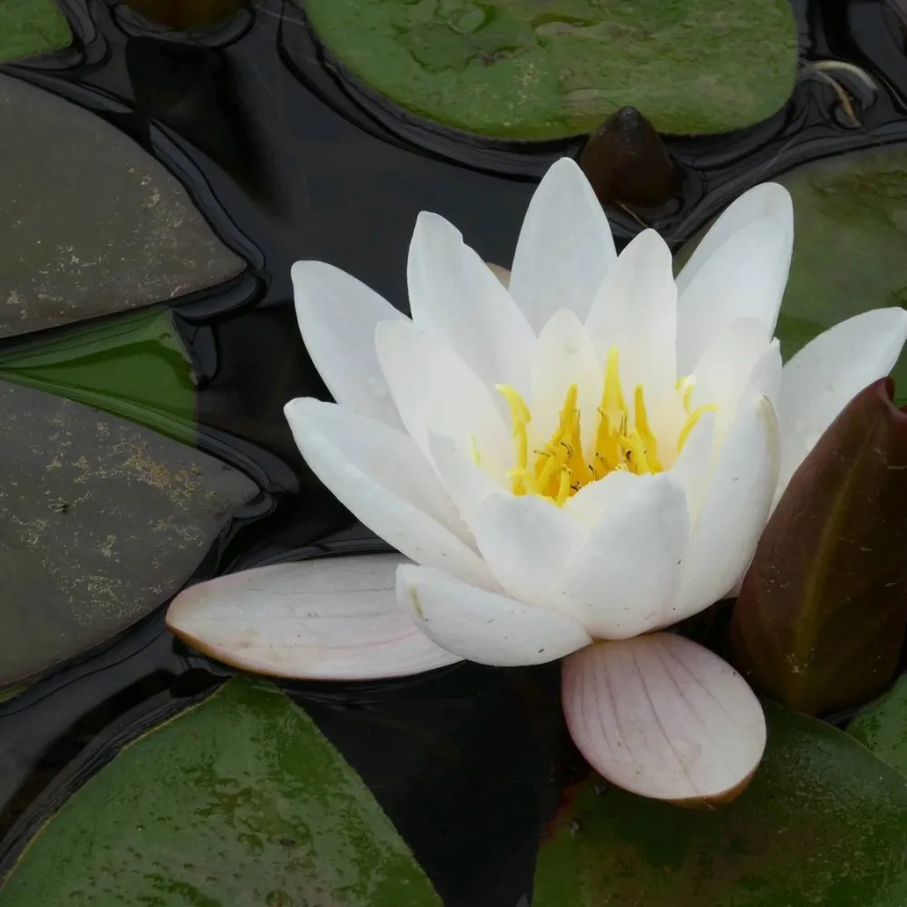 Nymphaea?Marliacea?Carnea | Marliacea?Carnea water lily - Image 6