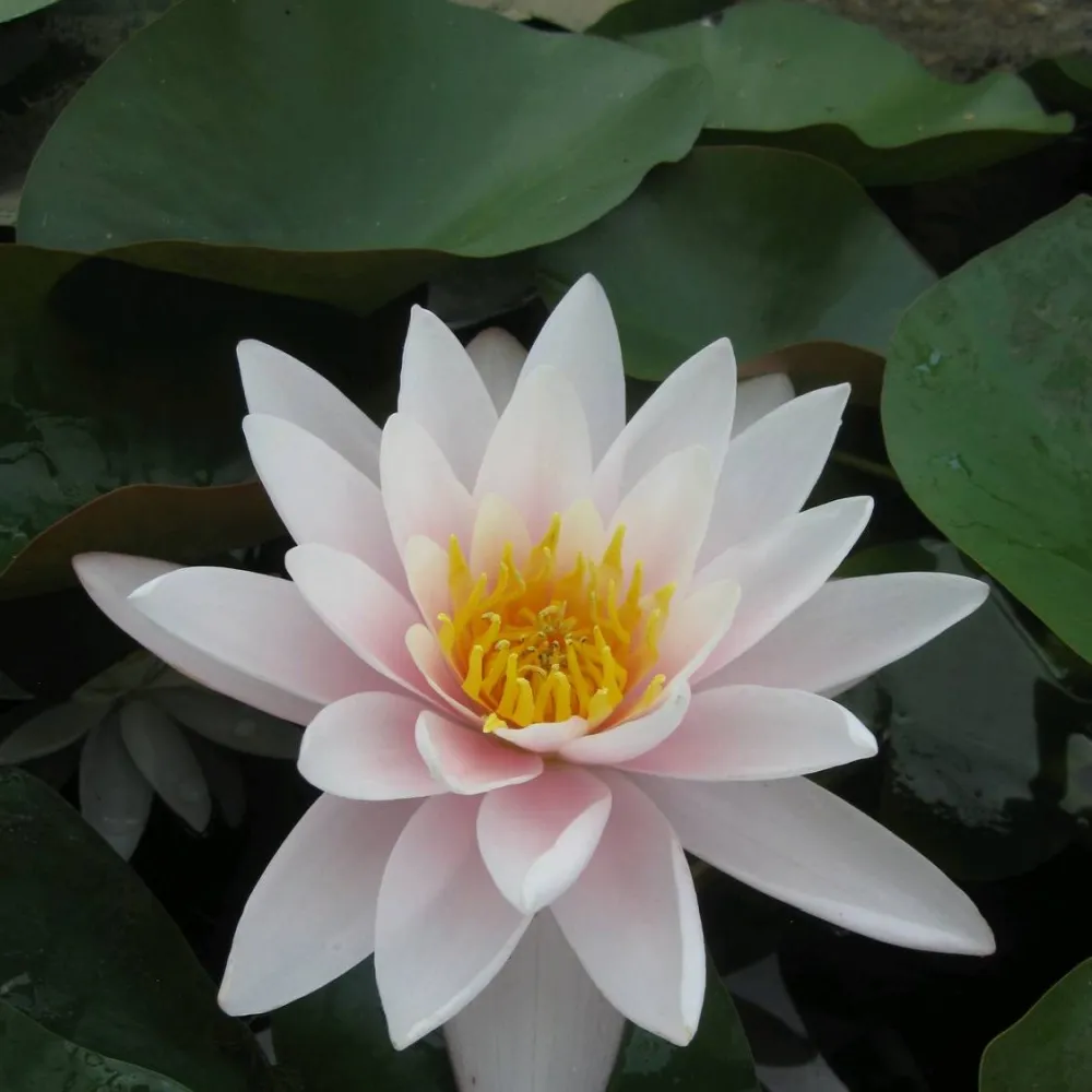 Nymphaea?Marliacea?Carnea | Marliacea?Carnea water lily - Image 8