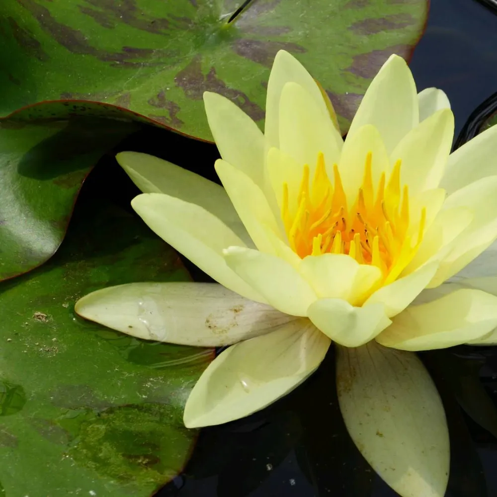 Nymphaea?Marliacea?Chromatella | Chromatella (yellow) water lily
