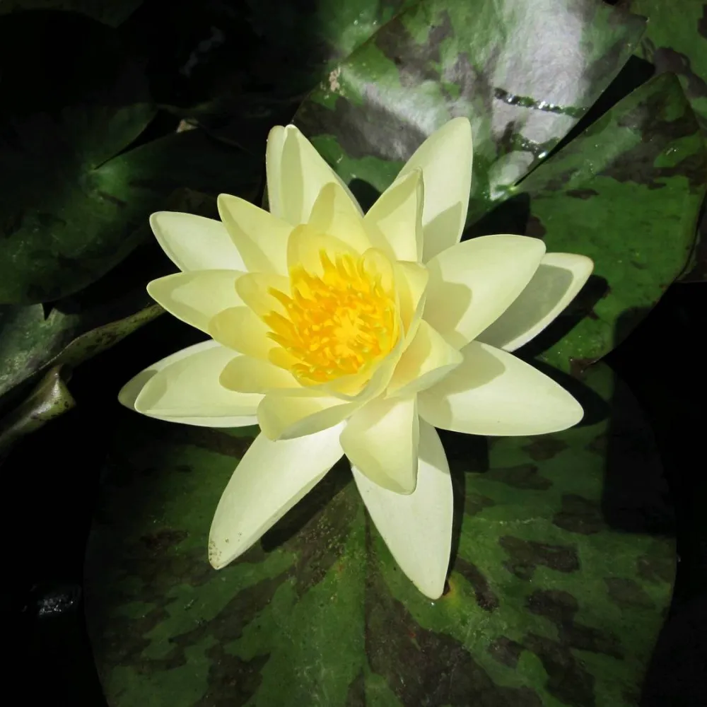 Nymphaea?Marliacea?Chromatella | Chromatella (yellow) water lily - Image 2