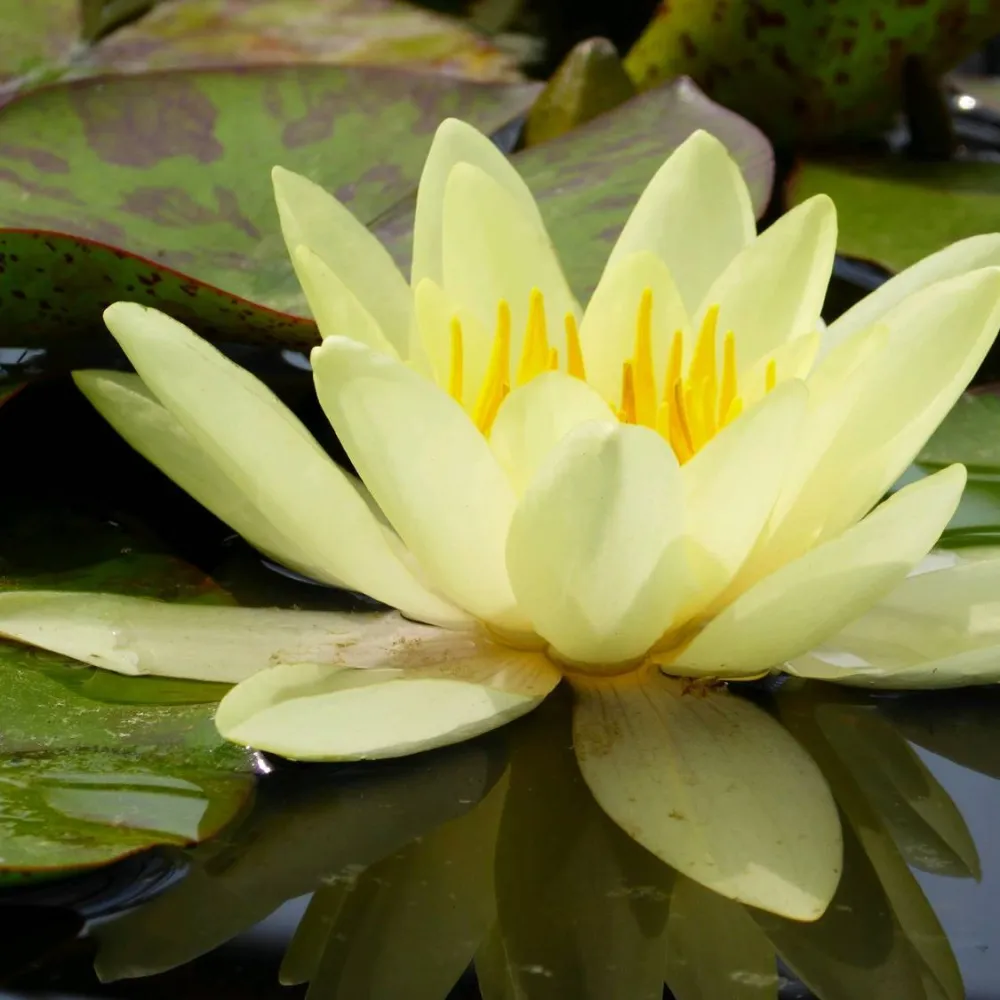 Nymphaea?Marliacea?Chromatella | Chromatella (yellow) water lily - Image 3