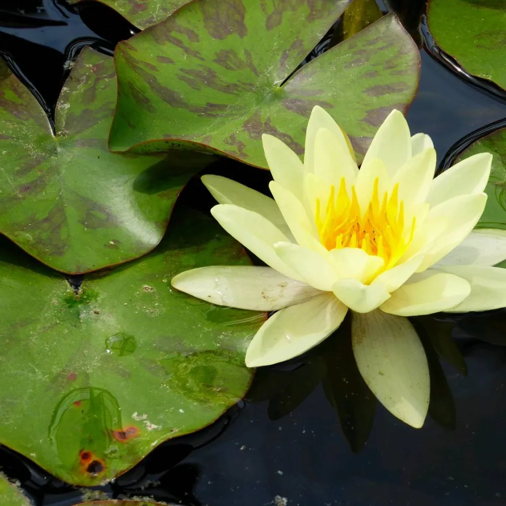 Nymphaea?Marliacea?Chromatella | Chromatella (yellow) water lily - Image 4