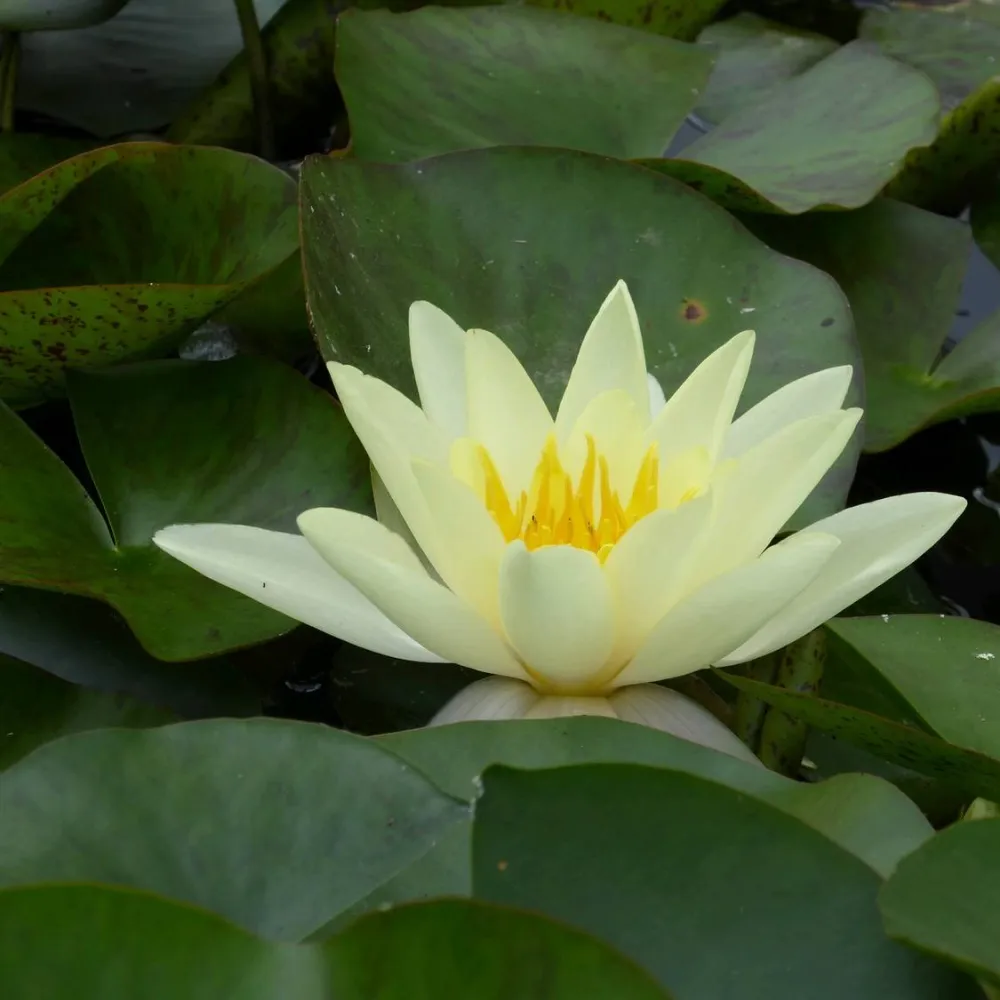 Nymphaea?Marliacea?Chromatella | Chromatella (yellow) water lily - Image 6