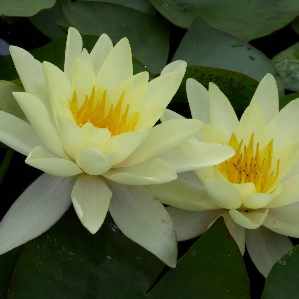 Nymphaea?Marliacea?Chromatella | Chromatella (yellow) water lily - Image 7