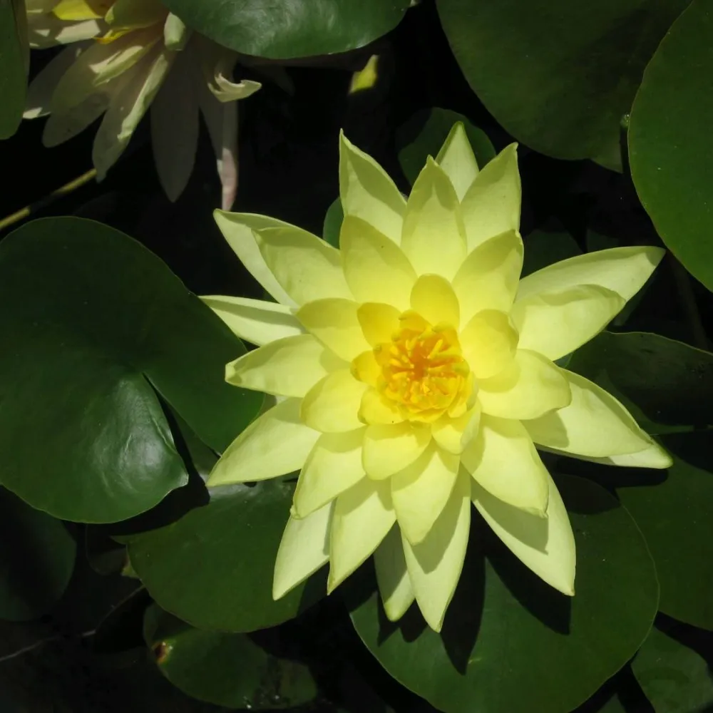 Nymphaea?Marliacea?Chromatella | Chromatella (yellow) water lily - Image 8
