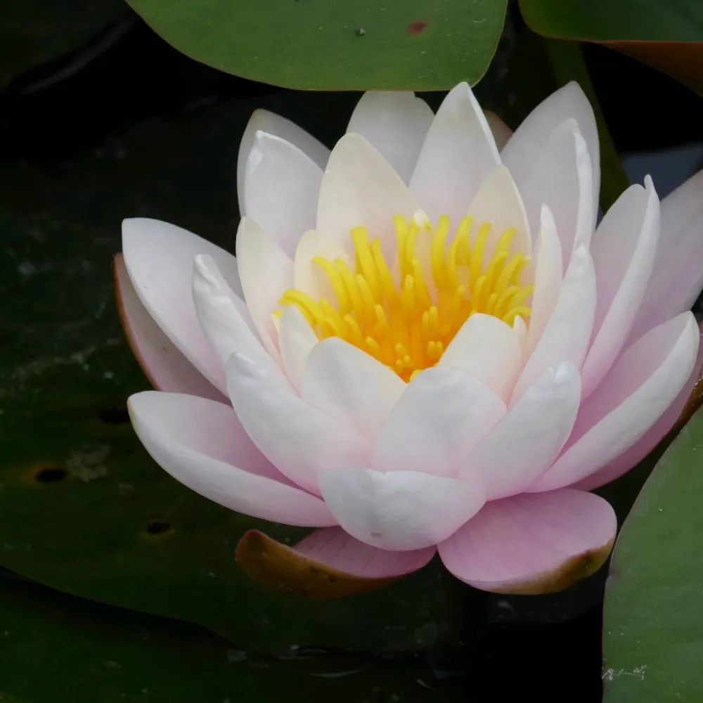 Nymphaea?Marliacea?Rosea | Marliacea?Rosea water lily