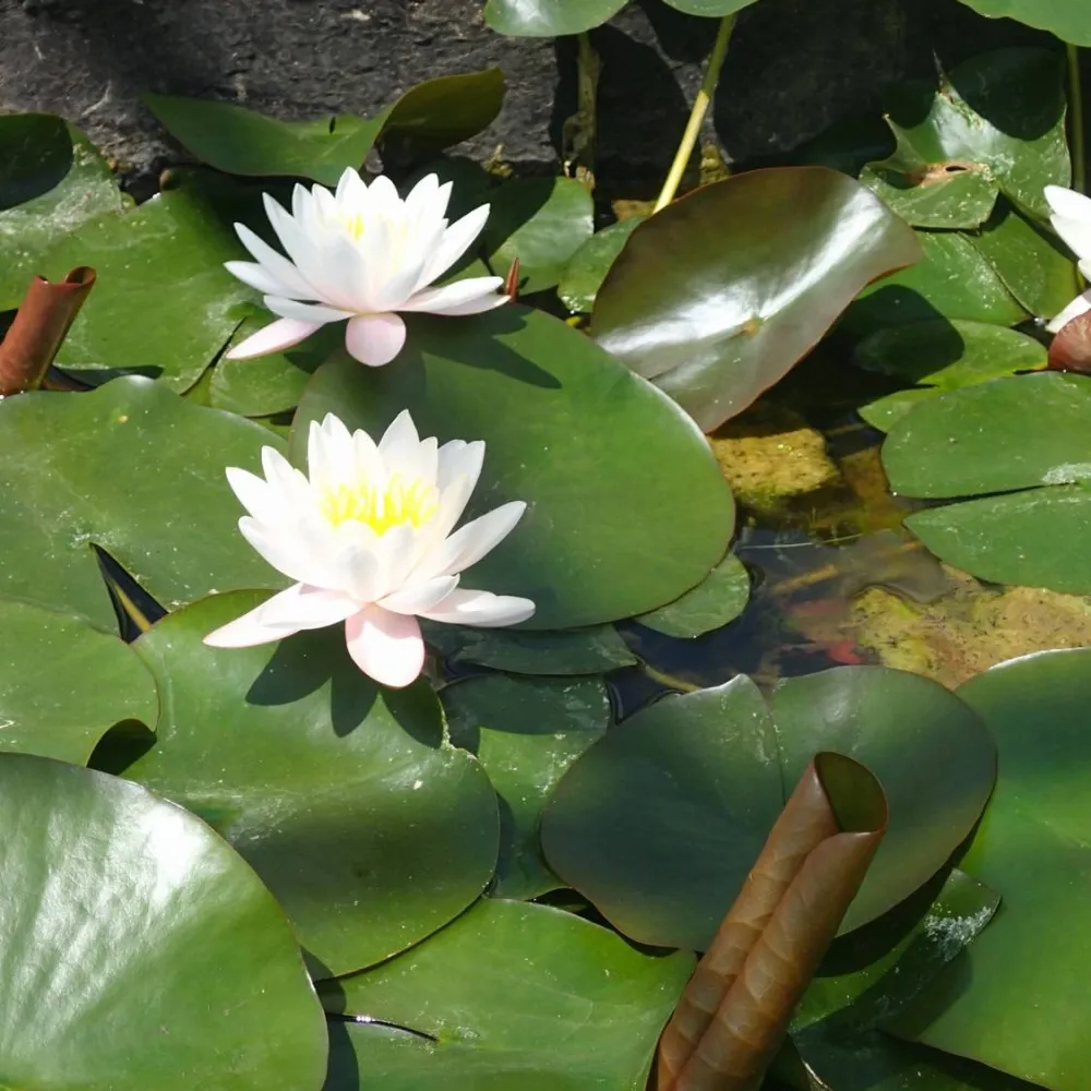 Nymphaea?Marliacea?Rosea | Marliacea?Rosea water lily - Image 2