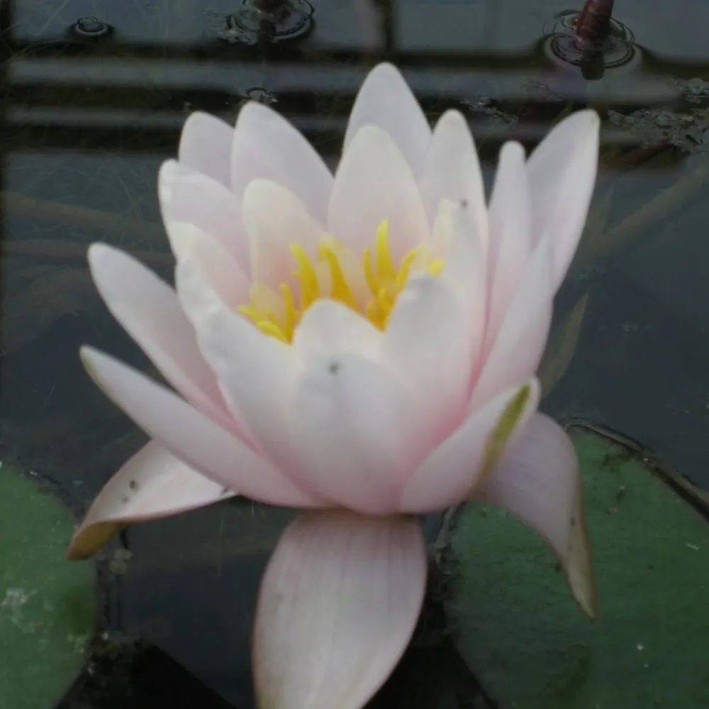 Nymphaea?Marliacea?Rosea | Marliacea?Rosea water lily - Image 3