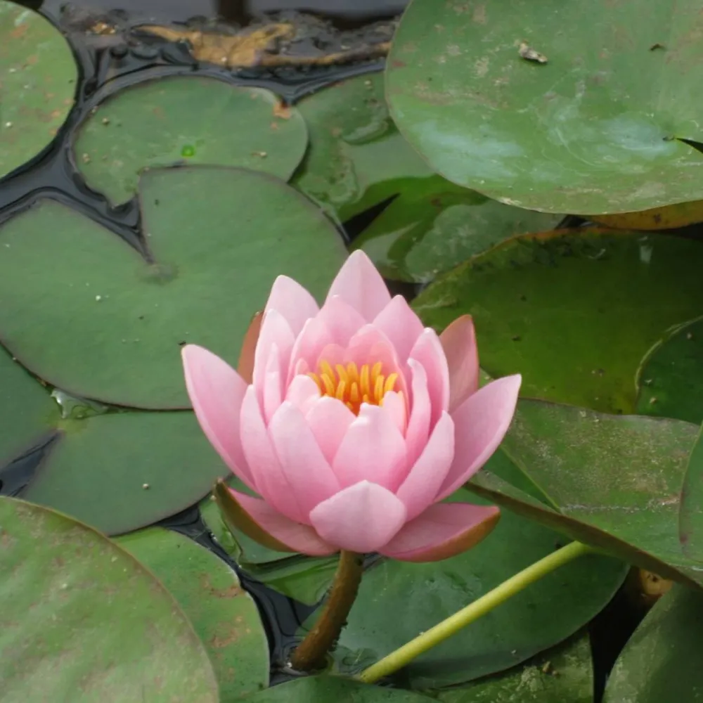 Nymphaea?Marliacea?Rosea | Marliacea?Rosea water lily - Image 4