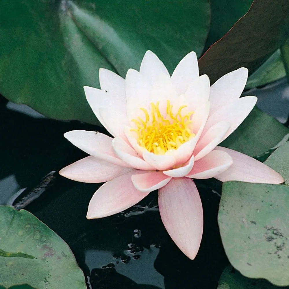 Nymphaea?Marliacea?Rosea | Marliacea?Rosea water lily - Image 6