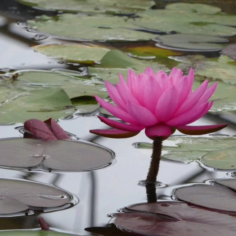Nymphaea?Mayla | Mayla water lily
