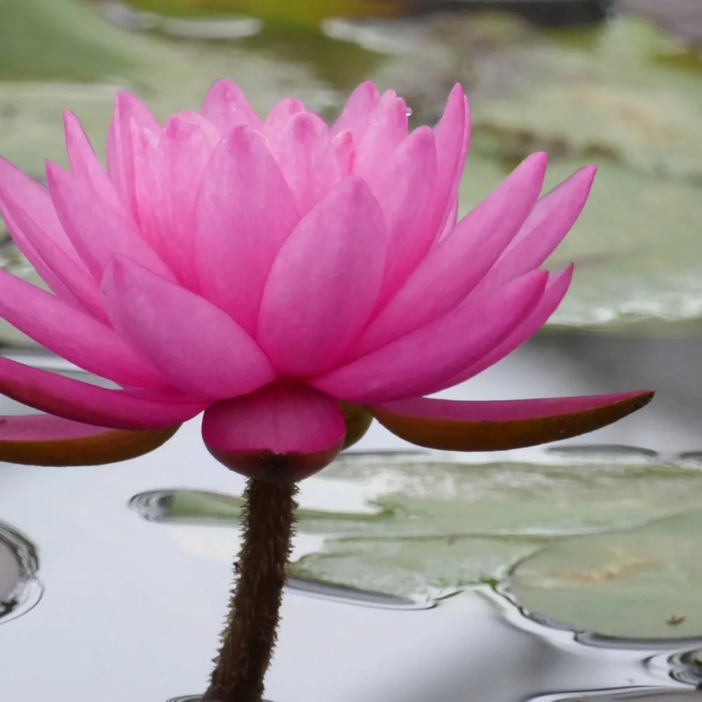 Nymphaea?Mayla | Mayla water lily - Image 2