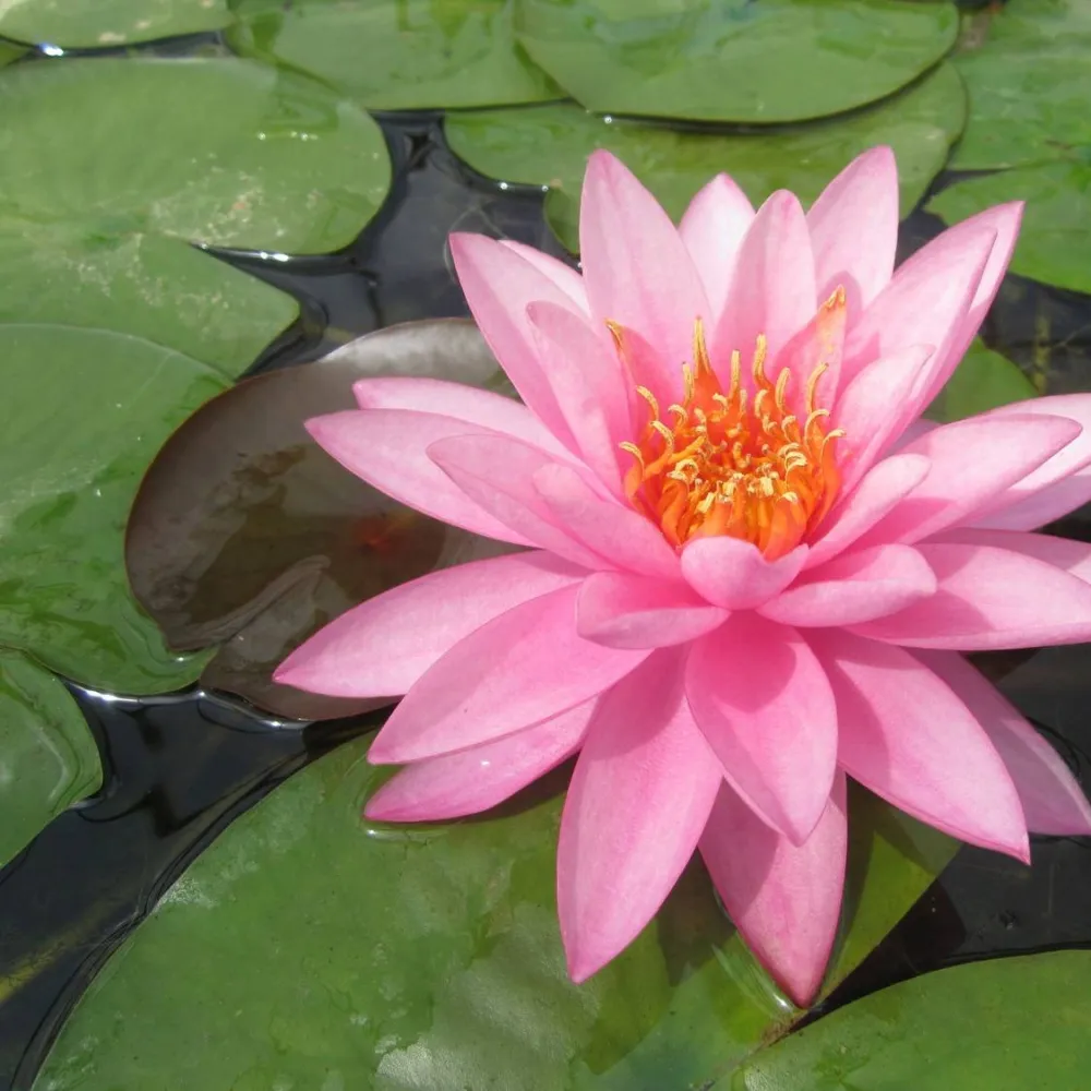 Nymphaea?Mayla | Mayla water lily - Image 3