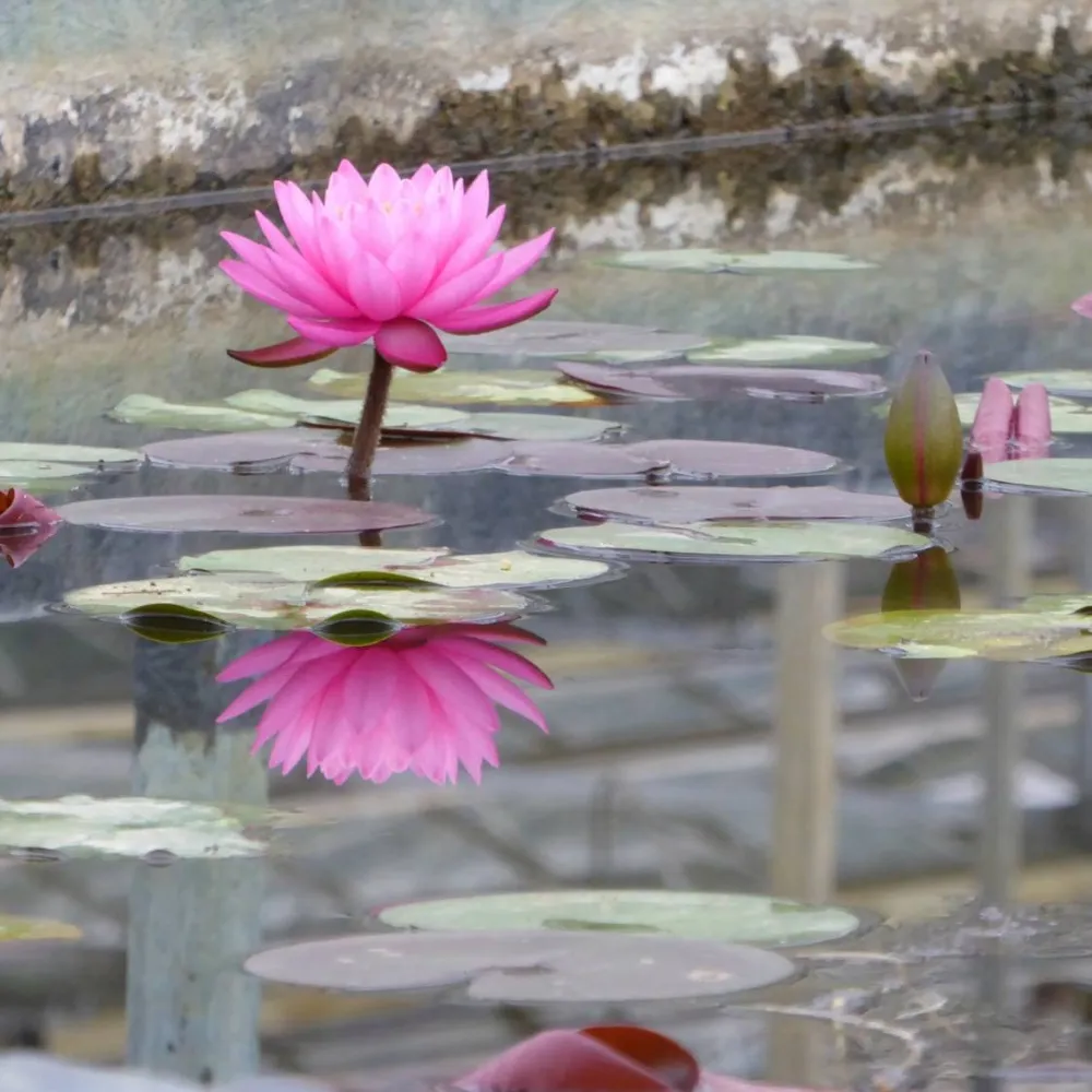 Nymphaea?Mayla | Mayla water lily - Image 4