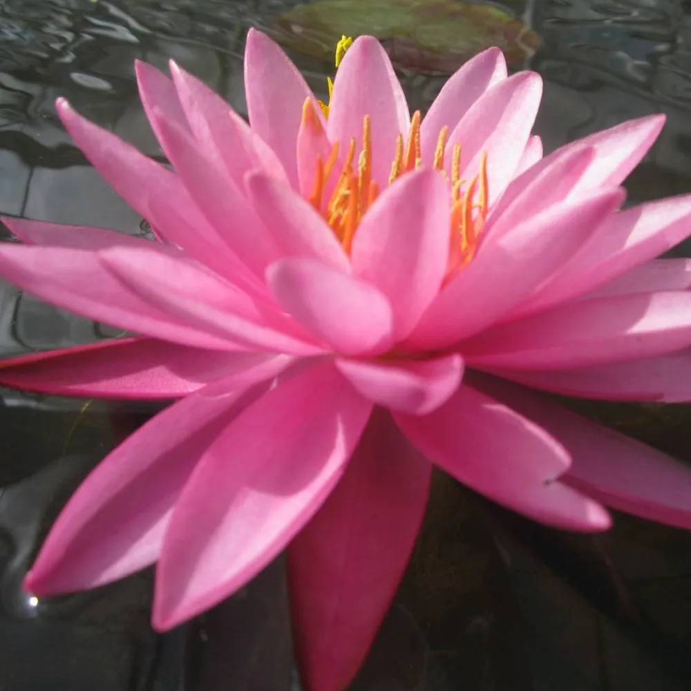 Nymphaea?Mayla | Mayla water lily - Image 9