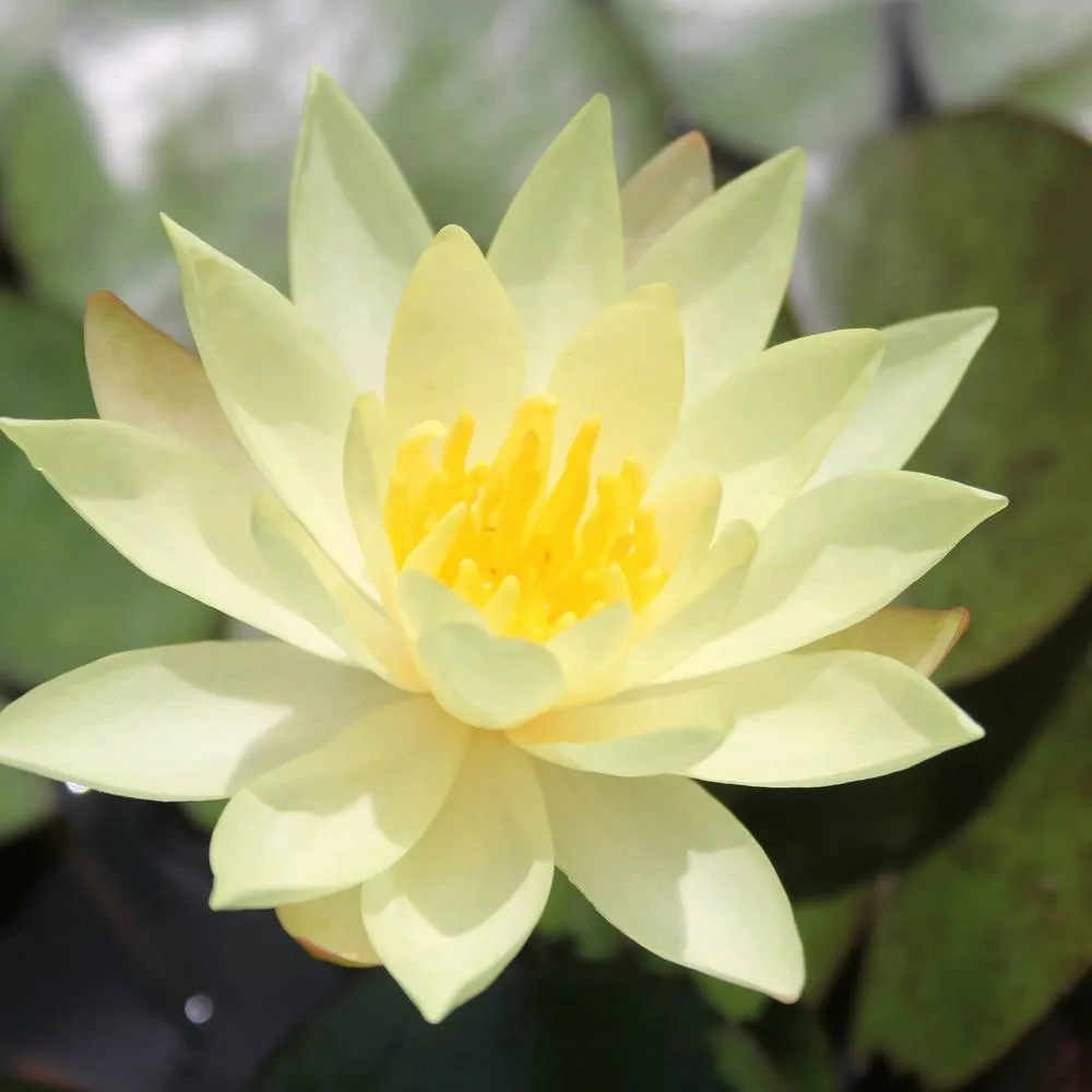 Nymphaea?Odorata?Sulphurea | Yellow fragrant water lily - Image 2