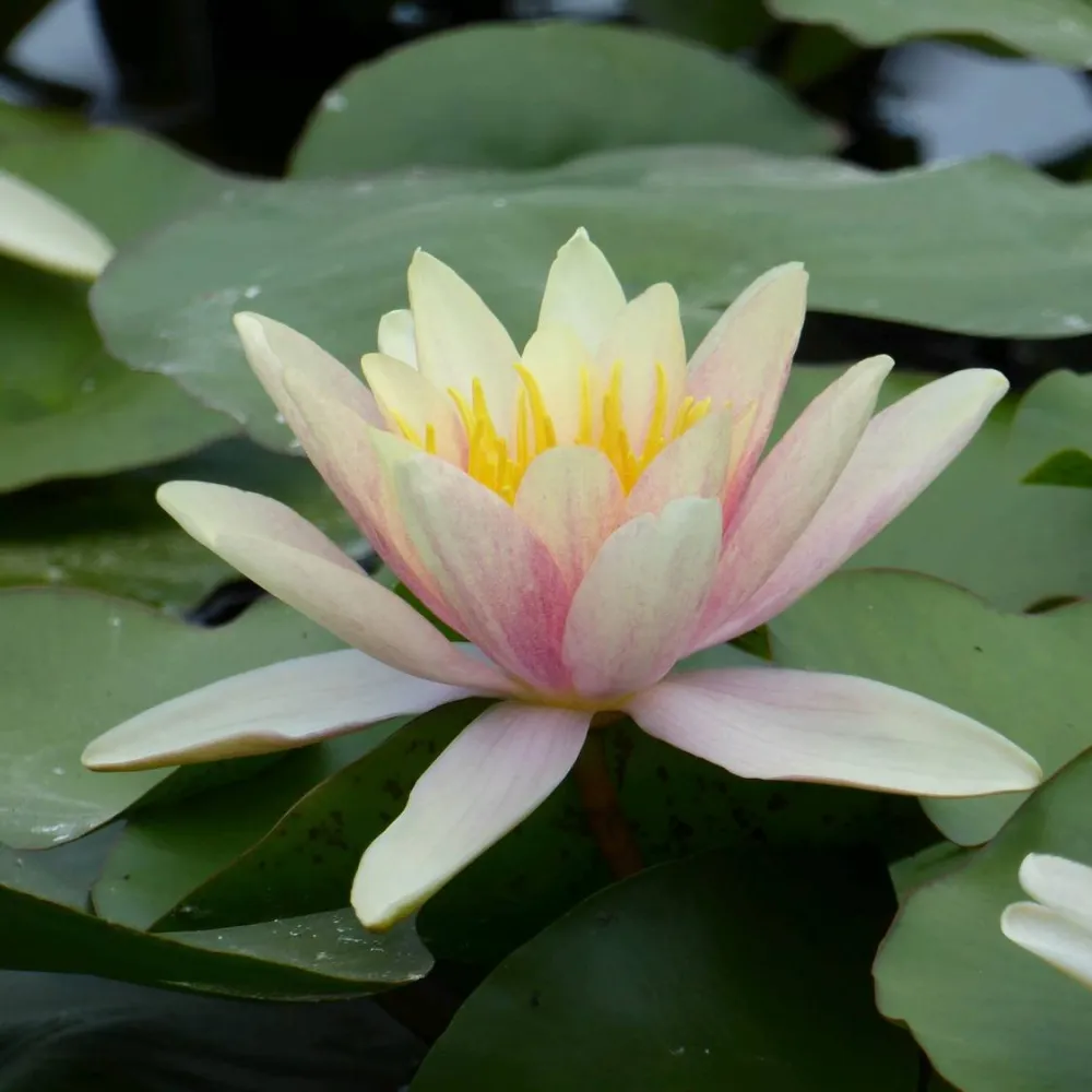 Nymphaea?Paul Hariot | Paul Hariot water lily