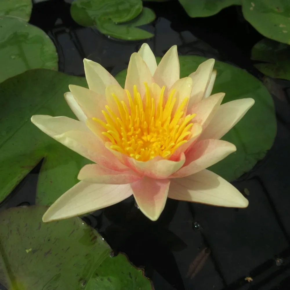 Nymphaea?Paul Hariot | Paul Hariot water lily - Image 2
