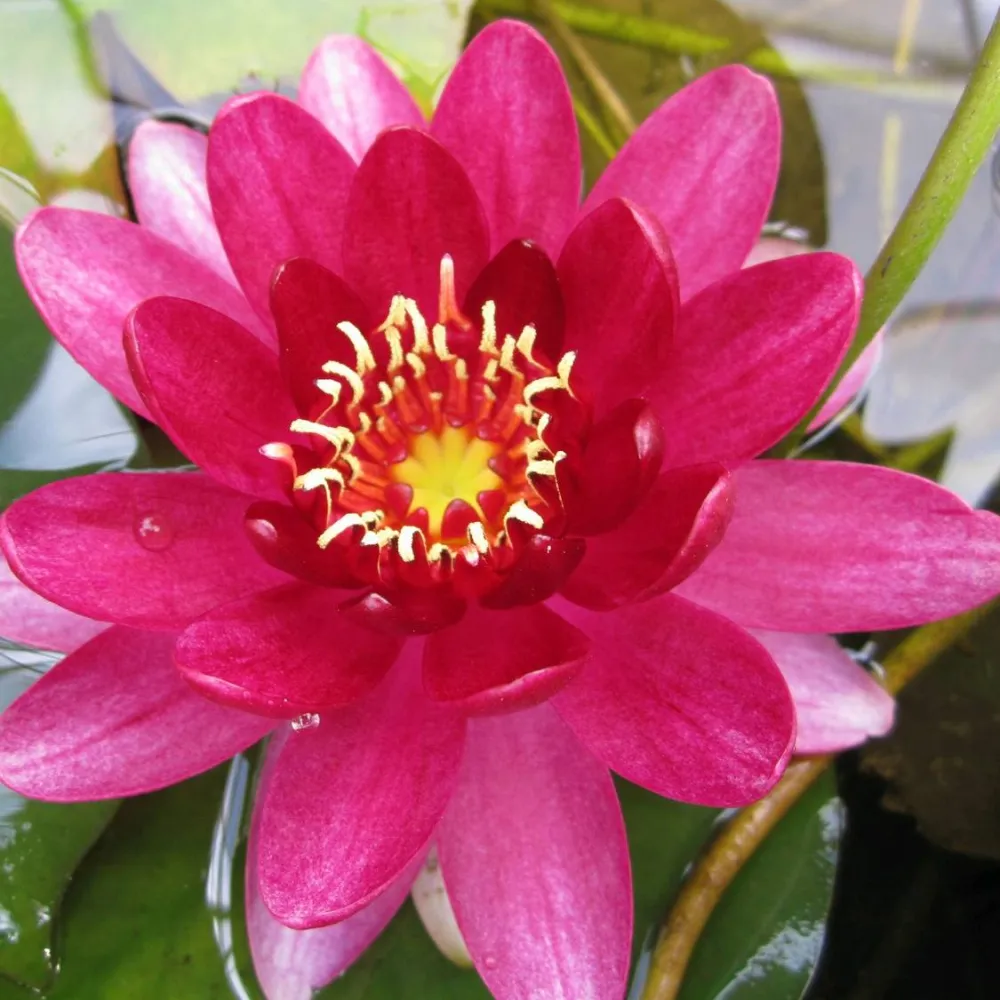 Nymphaea?Perrys Baby Red | Perrys Baby Red water lily - Image 3