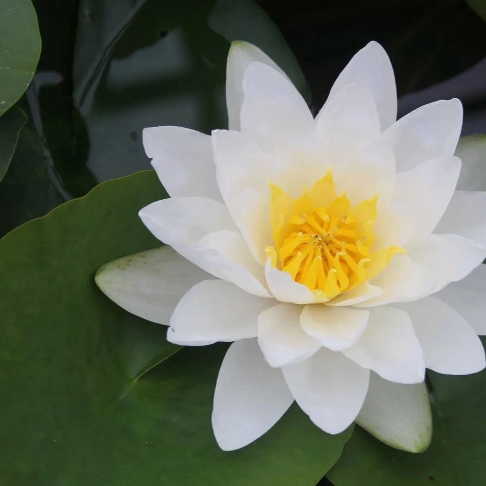 Nymphaea?Virginalis | Virginalis water lily