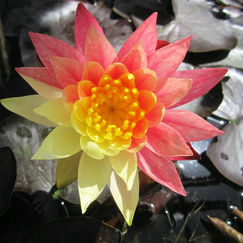 Nymphaea?Wanvisa | Wanvisa water lily