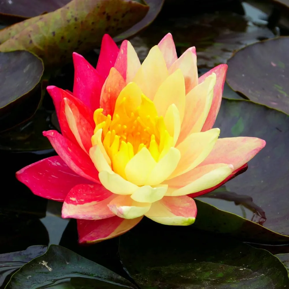 Nymphaea?Wanvisa | Wanvisa water lily - Image 10