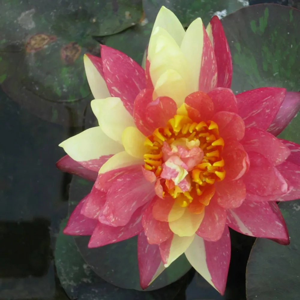 Nymphaea?Wanvisa | Wanvisa water lily - Image 11