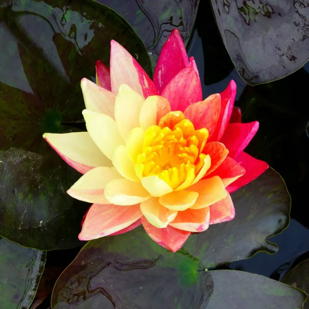 Nymphaea?Wanvisa | Wanvisa water lily - Image 12