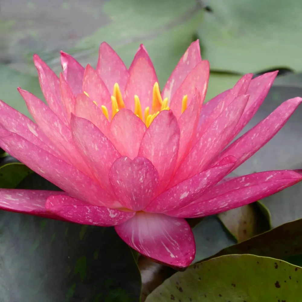 Nymphaea?Wanvisa | Wanvisa water lily - Image 13