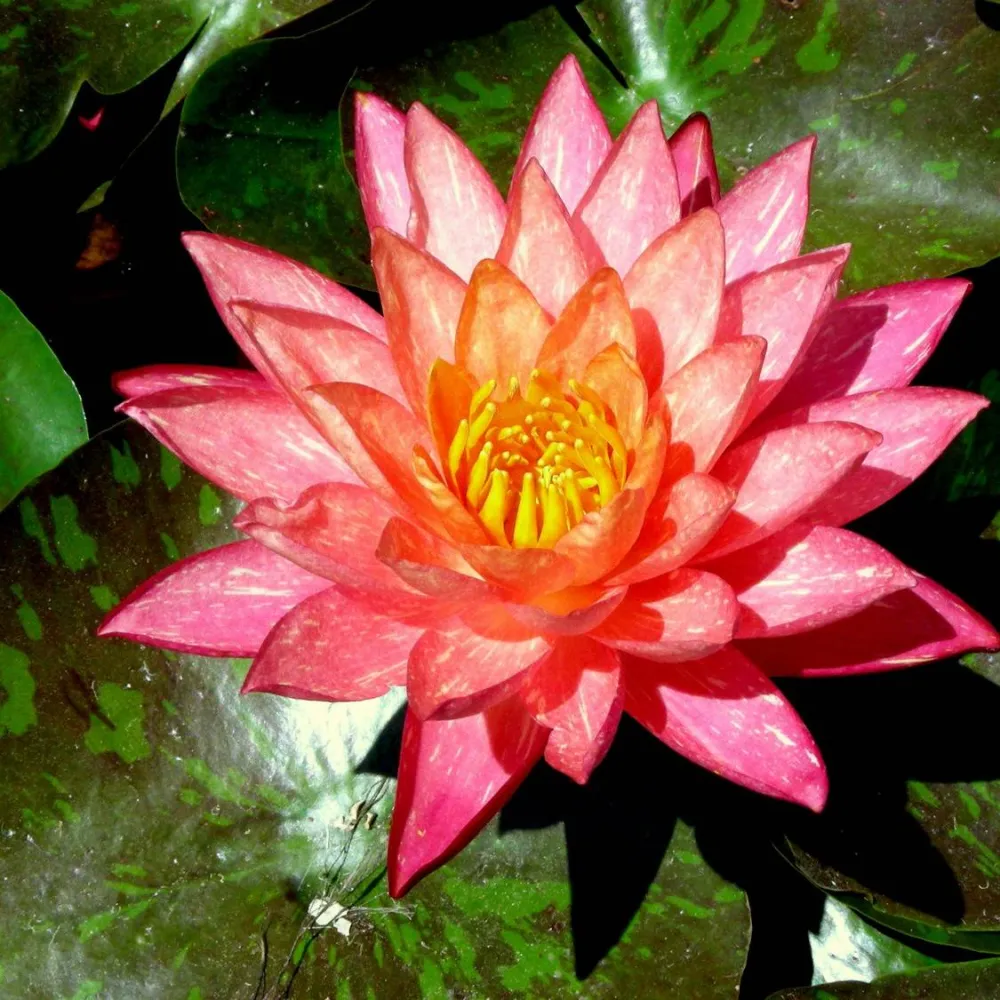 Nymphaea?Wanvisa | Wanvisa water lily - Image 14