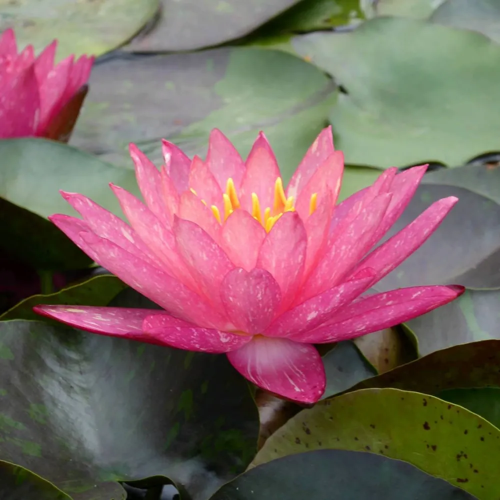 Nymphaea?Wanvisa | Wanvisa water lily - Image 2