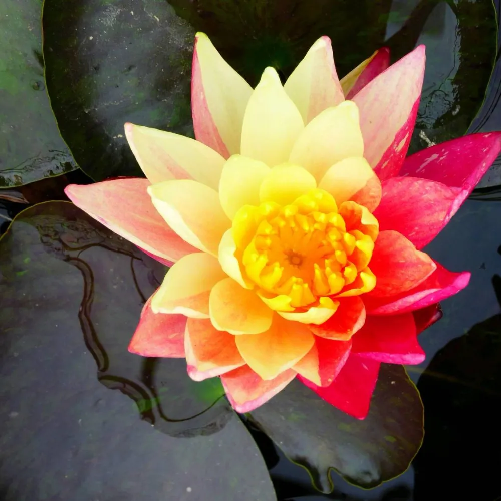 Nymphaea?Wanvisa | Wanvisa water lily - Image 3