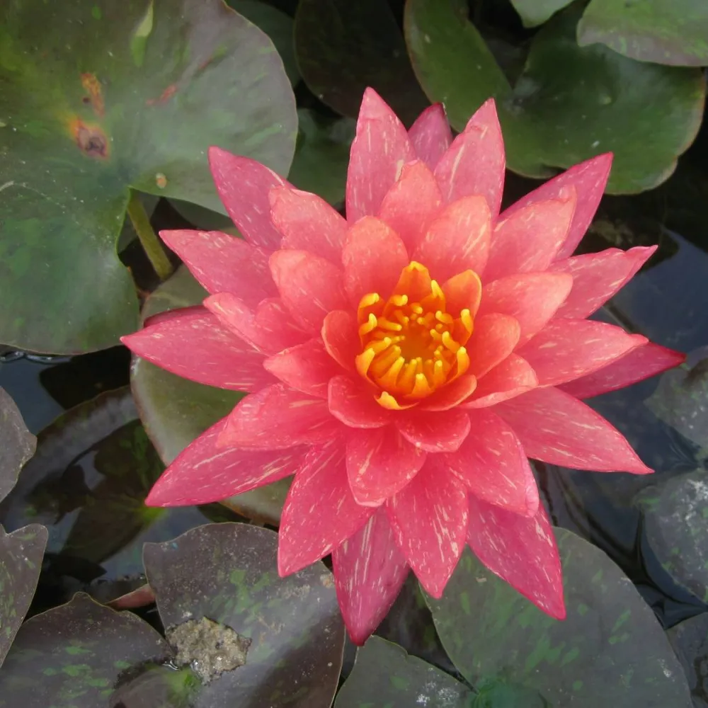 Nymphaea?Wanvisa | Wanvisa water lily - Image 4