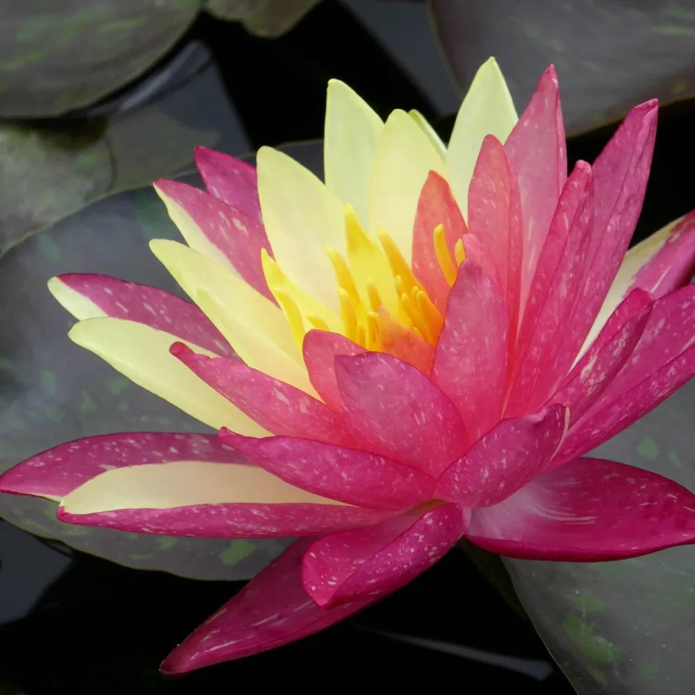 Nymphaea?Wanvisa | Wanvisa water lily - Image 6