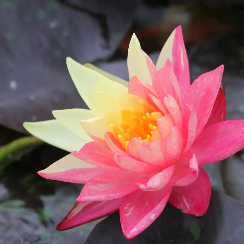 Nymphaea?Wanvisa | Wanvisa water lily - Image 7