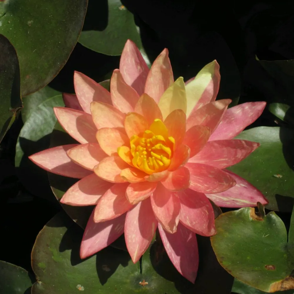Nymphaea?Wanvisa | Wanvisa water lily - Image 8