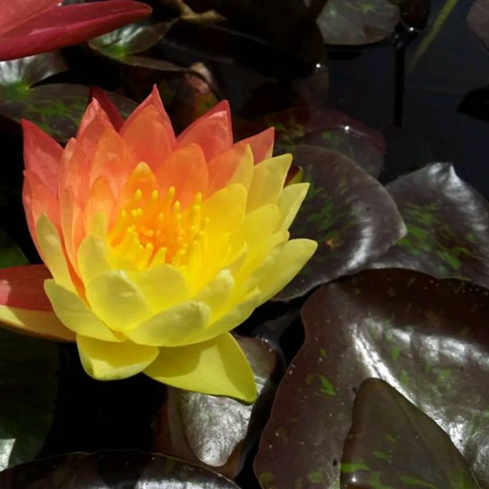 Nymphaea?Wanvisa | Wanvisa water lily - Image 9